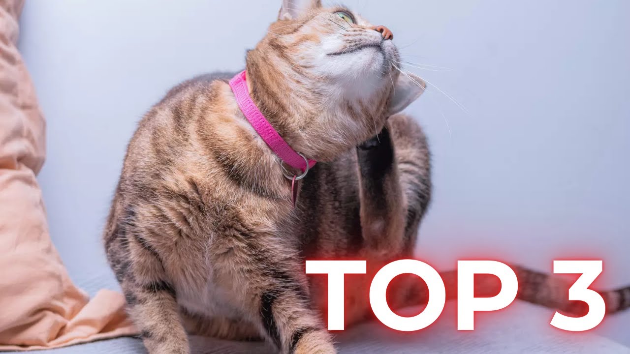 TOP 3 Meilleur Collier Anti Puces pour Chat 2025