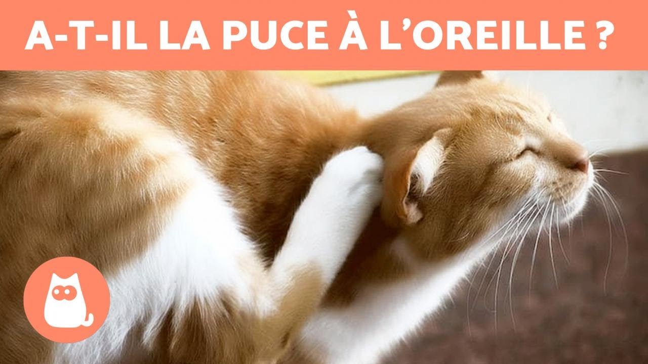 Mon CHAT se GRATTE l'OREILLE 🐱 (Pourquoi et Que faire)