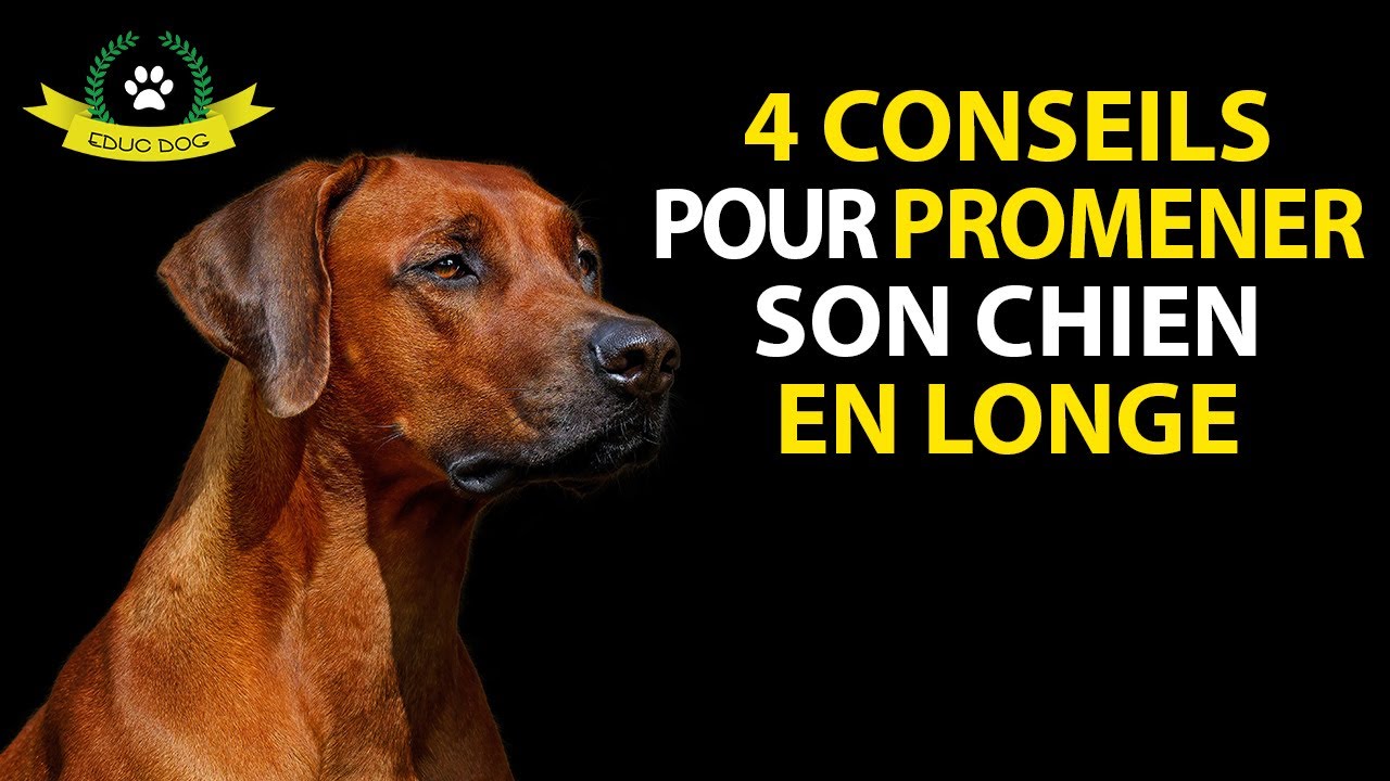 ✅ COMMENT PROMENER SON CHIEN EN LONGE
