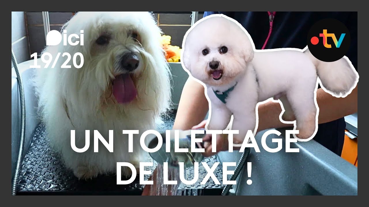 🐶 Le toilettage canin : les secrets des championnes pour des toutous tout beaux