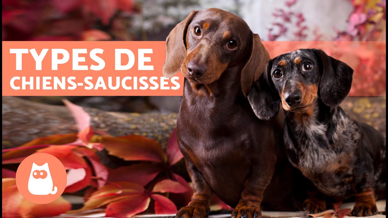 TYPES TECKEL ou DACHSHUND 🐶🐾 Vous les connaissez tous ?
