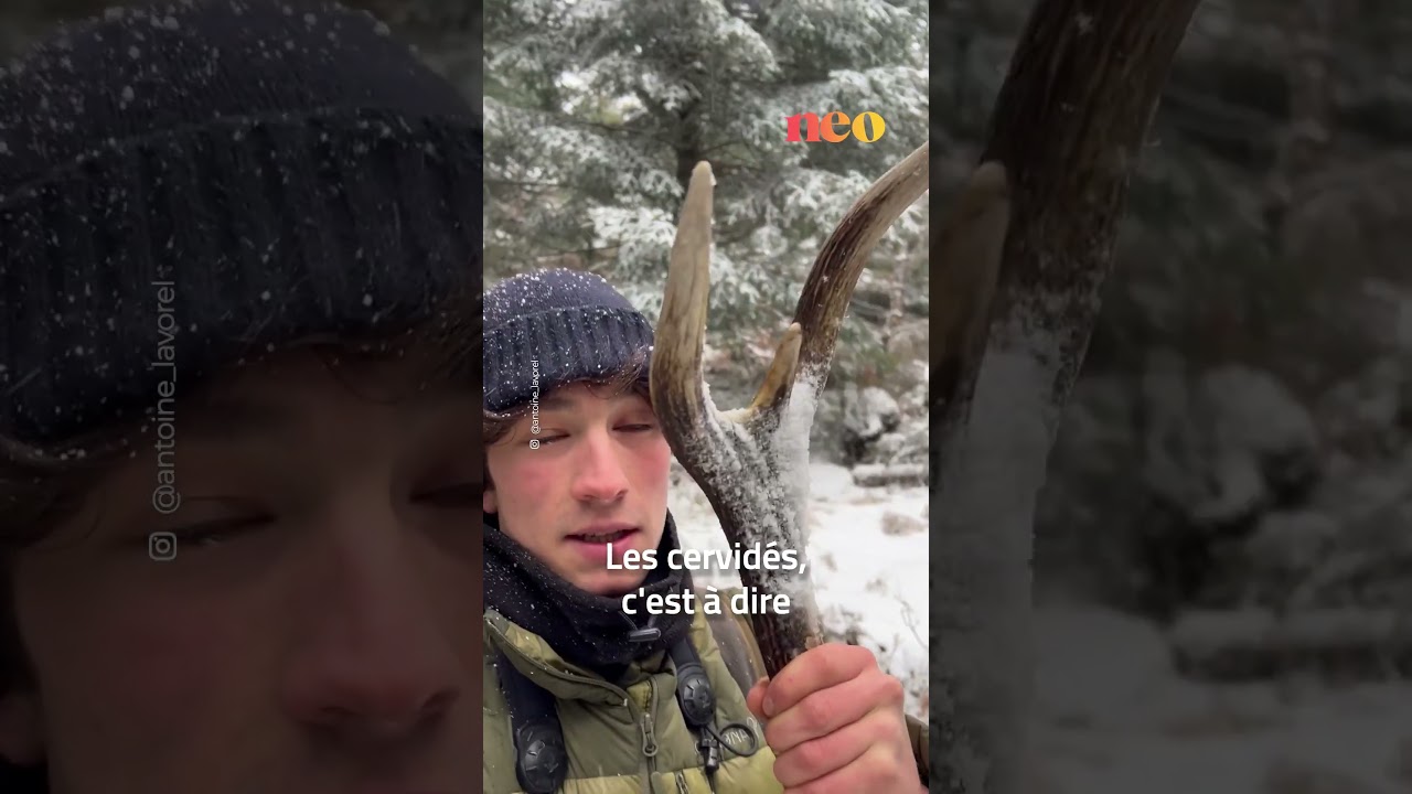 Il nous explique les spécificités des bois du cerf