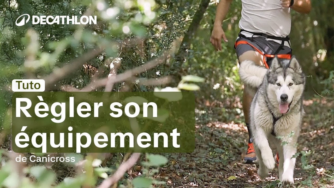 TUTO - Harnais, baudrier : comment installer et régler son équipement de Canicross ? 🦮 | Decathlon