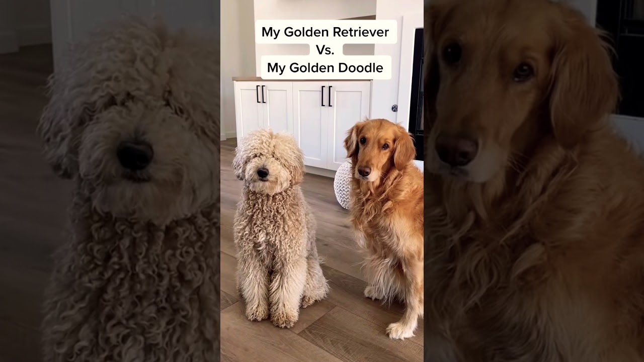 Golden retriever vs golden doodle !#shorts #funnyvideo #doglover ❤️🐾