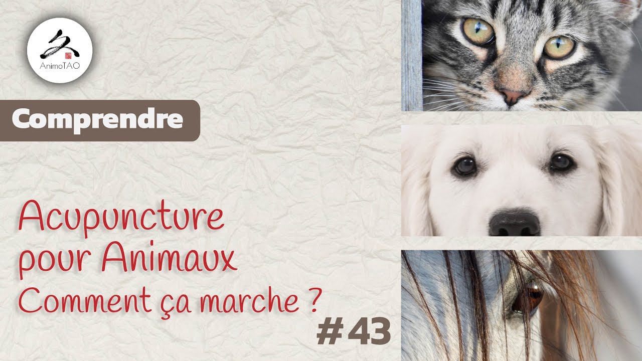 #43 Acupuncture vétérinaire pour Chiens, Chats et Chevaux, Comment ça marche ?