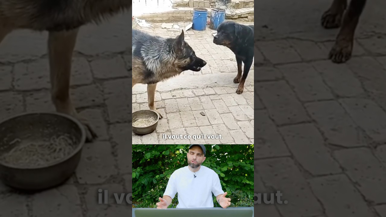 C’est hyper malsain (Rottweiler VS Berger Allemand)