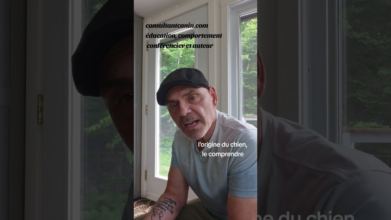 L'origine du chien, le comprendre #chien  #motivation  #pointeur #dressage #comportement #éducateur