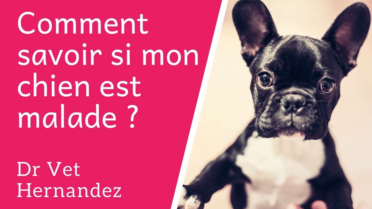 Comment savoir si mon chien est malade ?