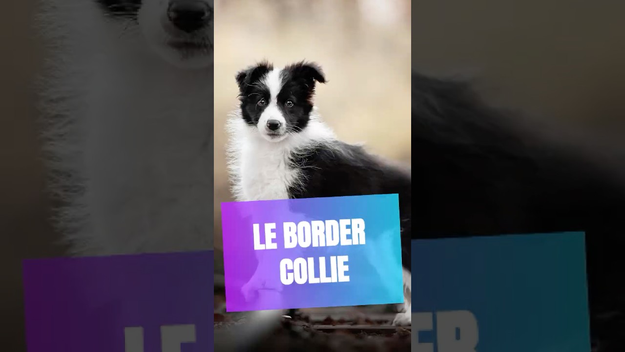 🐾 Le Border Collie : Un Regard qui Hypnotise 🐾