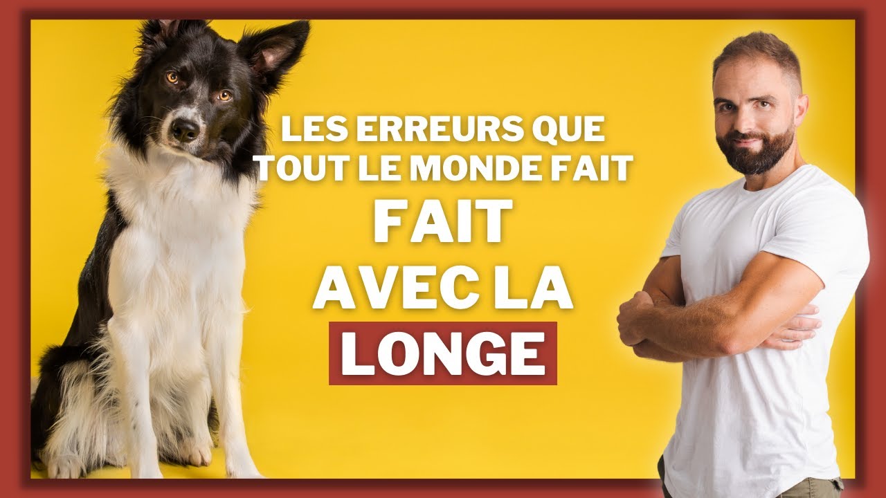 Les erreurs de dressage à ne pas commettre en longe avec un chien