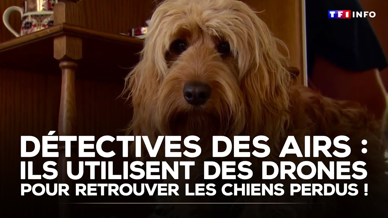 Détectives des airs : ils utilisent des drones pour retrouver les chiens perdus !｜TF1 INFO