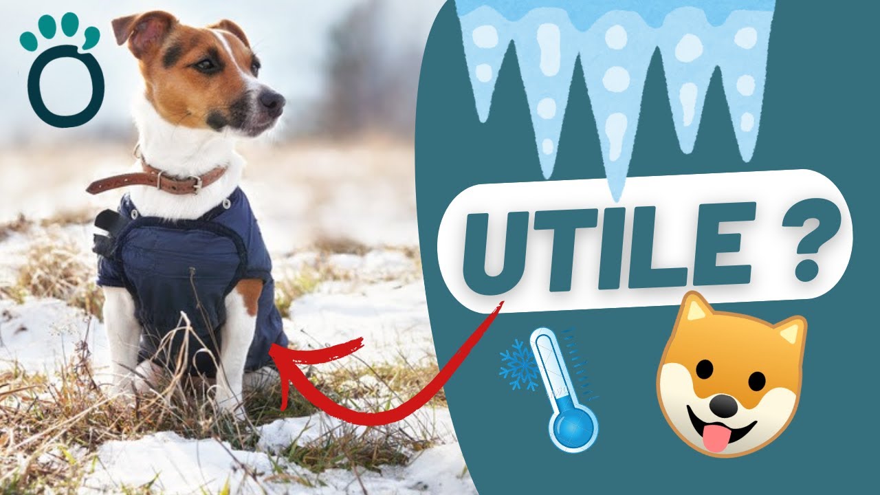 Est-ce que le MANTEAU pour chien est UTILE ? 🤷🏻‍♀️