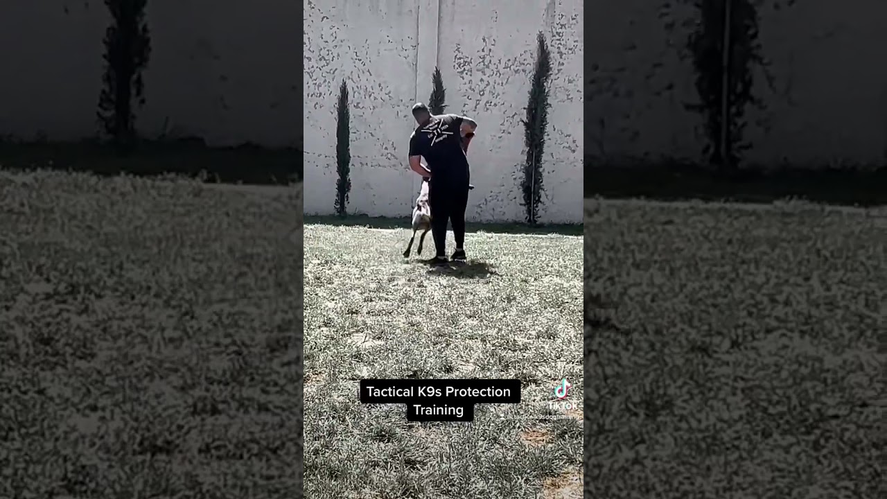 Tactical K9s Protection Training 💥 #belgianmalinois #dogtraining #canecorso #subscribe #k9