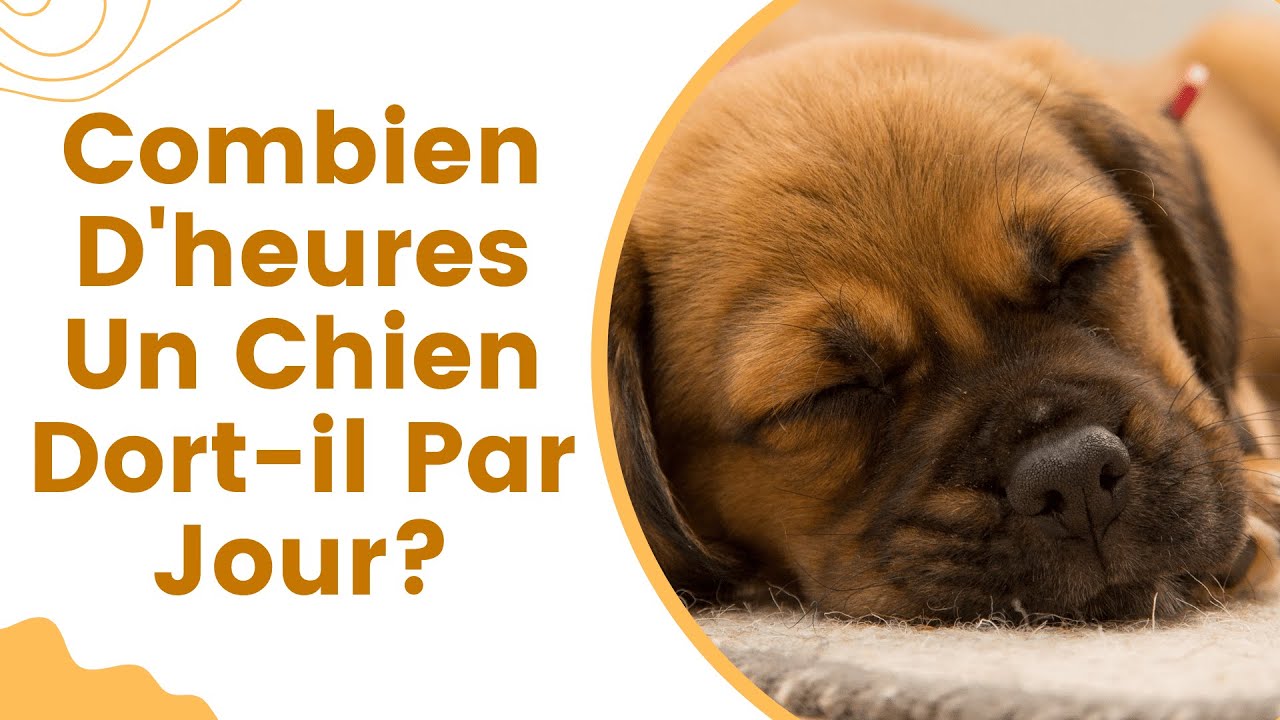 Combien D'heures Un Chien Dort-il Par Jour? 💤