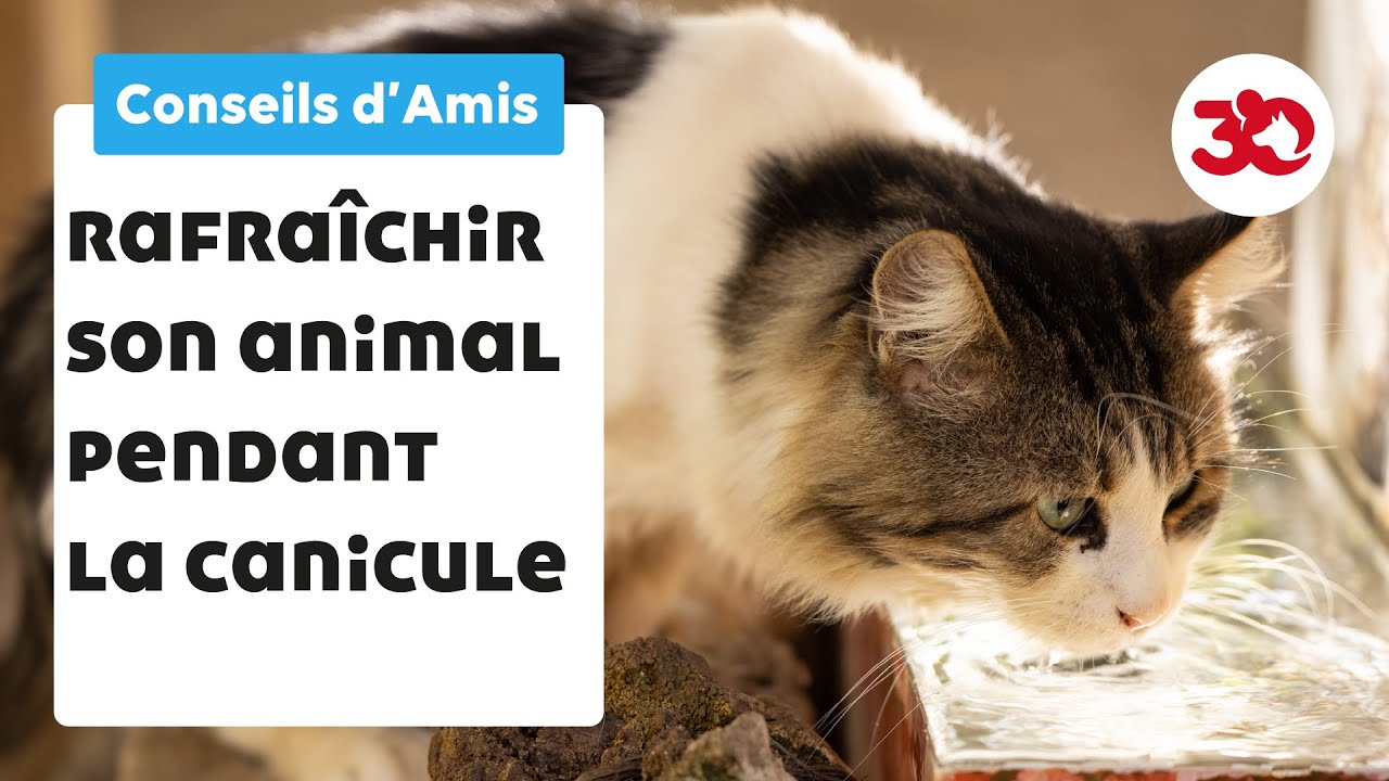 Canicule : comment rafraîchir mon animal ? Conseils d'Amis