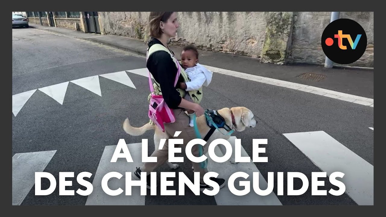 Inclusion : à l'école des chiens guides de l'Est