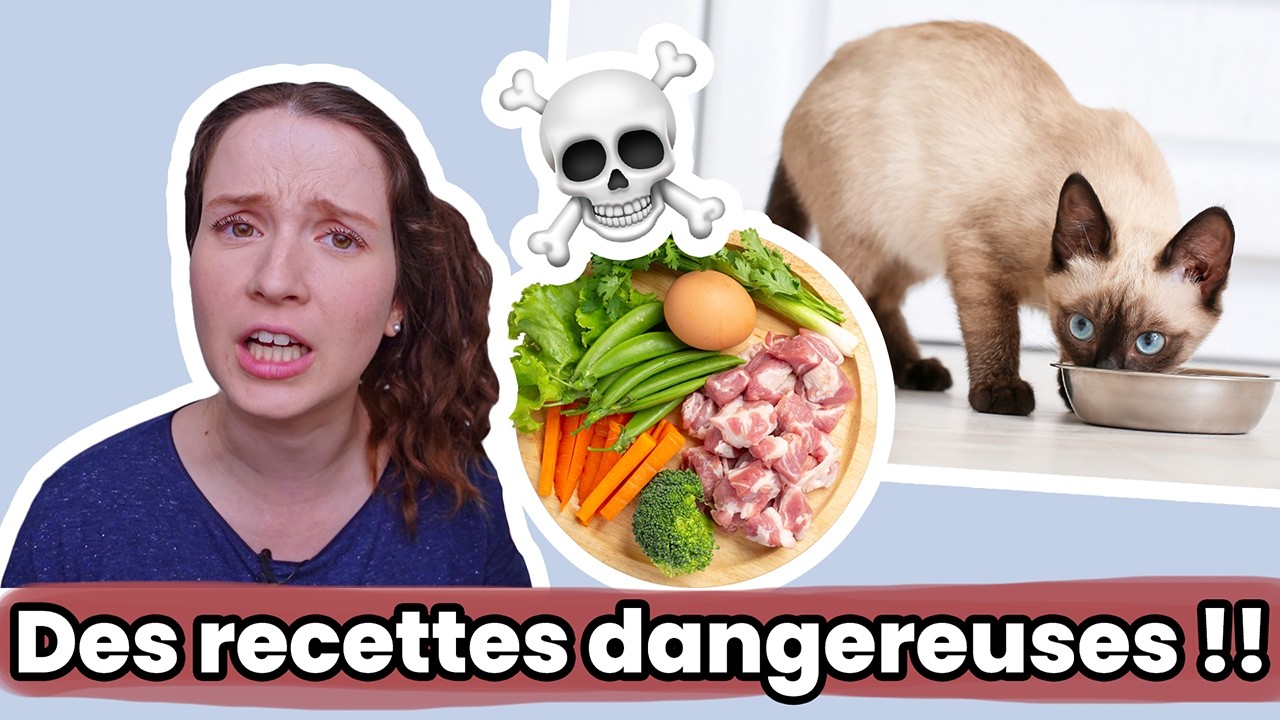 Attention ! Ces recettes maison peuvent TUER votre chat ! | Ration Ménagère