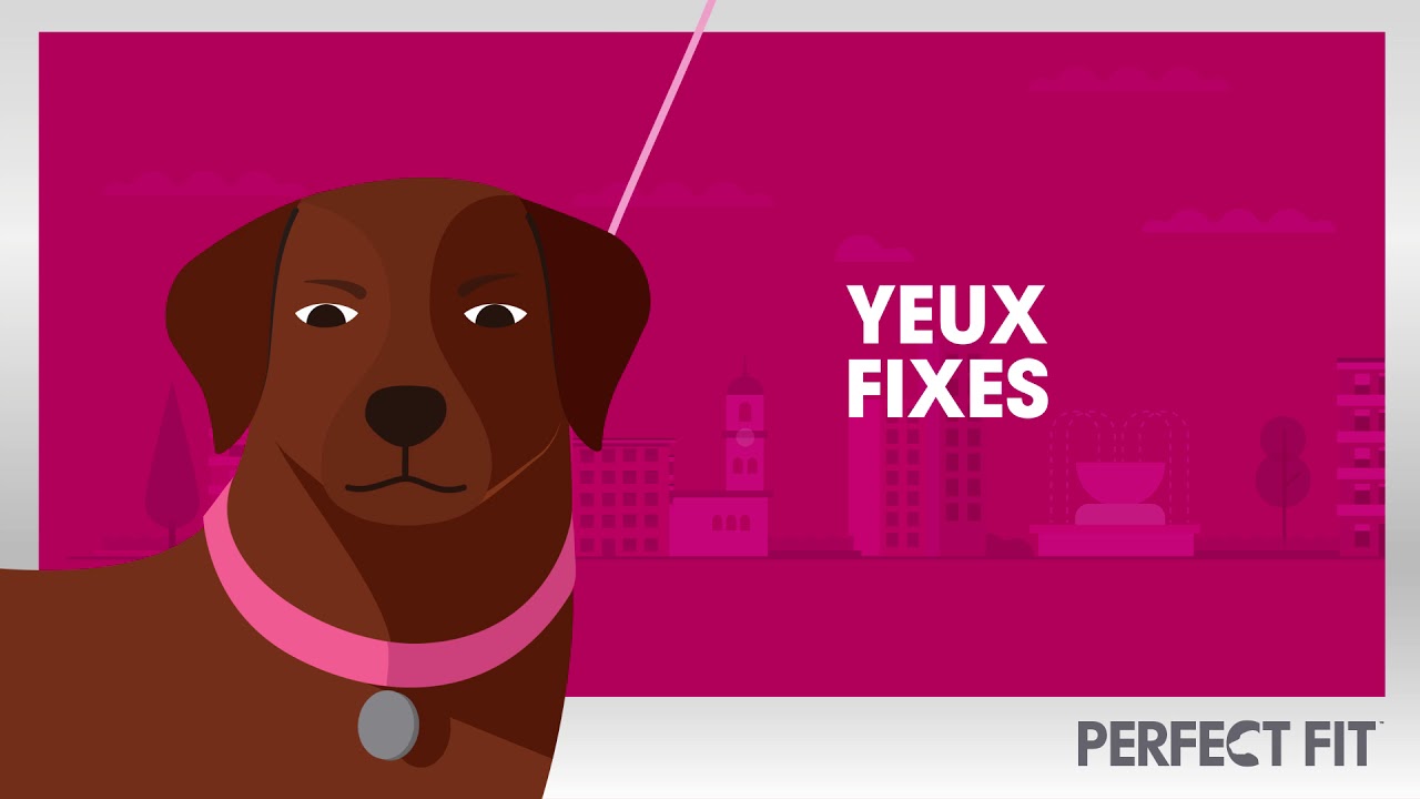 APPRENEZ À DÉCHIFFRER L’HUMEUR DE VOTRE CHIEN GRÂCE À SON LANGAGE CORPOREL