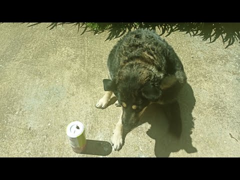 Je badigeonne Joy de Terre de Diatomée, un puissant insecticide antiparasitaire naturel et efficace.