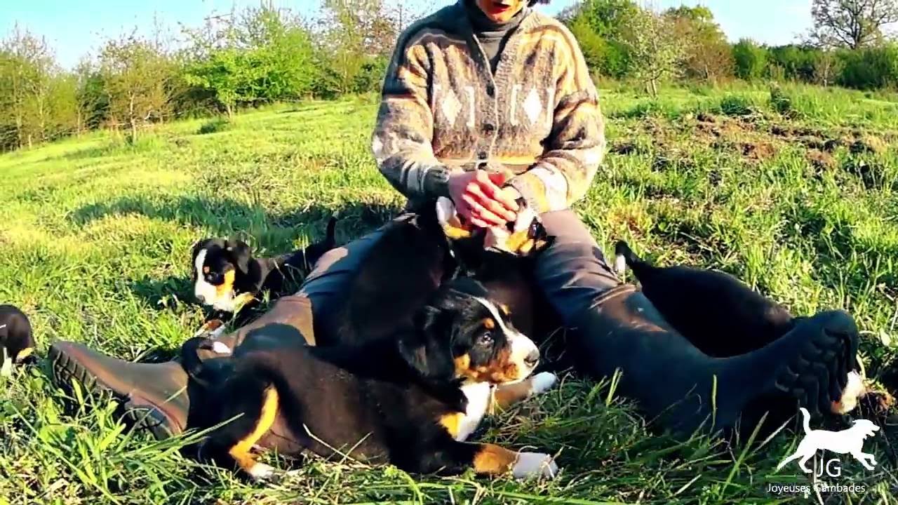 Quand un petit chiot Bouvier Bernois découvre le monde ! ❤️ Les Joyeuses Gambades