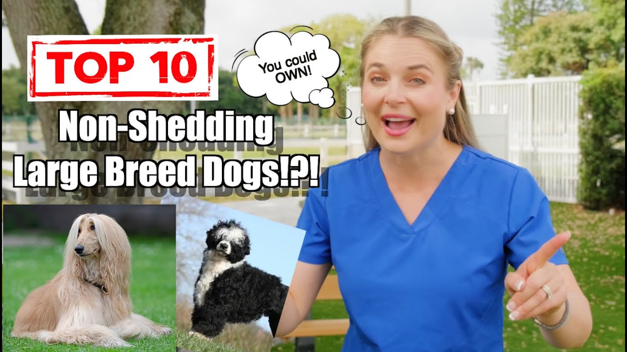 Top 10 Non-Shedding Dog Breeds you could get! | Dog Lovers 101