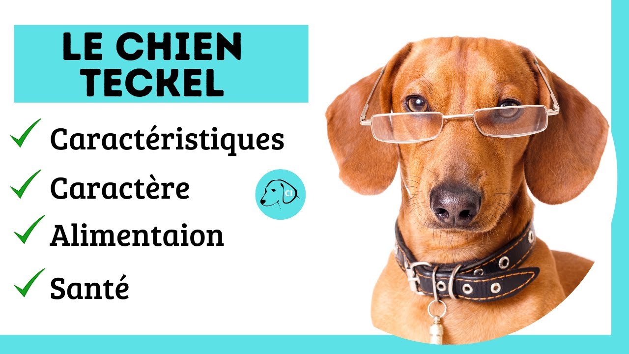 TOUT SAVOIR SUR LE TECKEL 👉 Caractéristique - Caractère - Alimentation - Santé