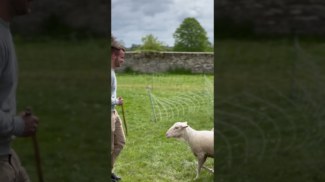 BORDER COLLIE - Initiation chien de troupeau avec un berger
