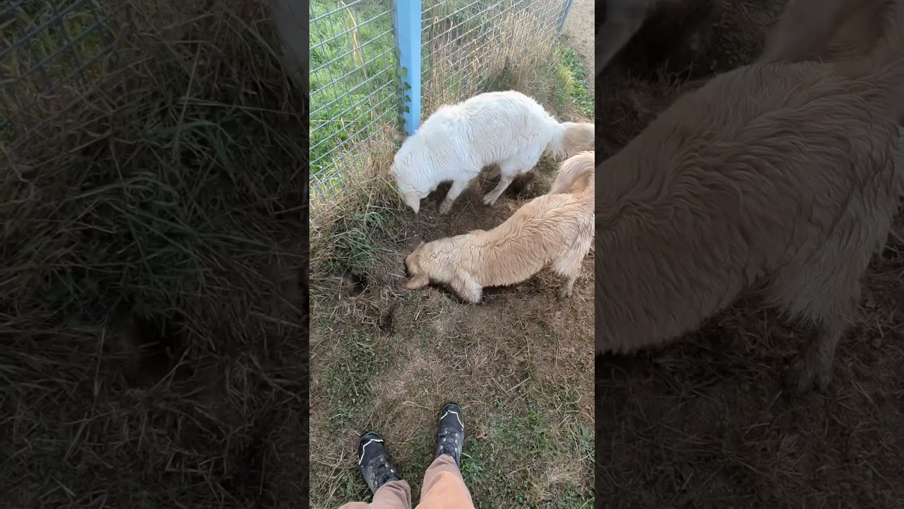 LE DUO DE CHOC  #goldenretriever #chiens