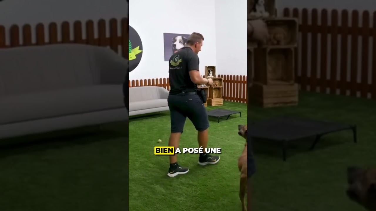 🐶 Voici un exercice pour apprendre à ton chien à être plus obéissant et plus focus sur toi. #chien
