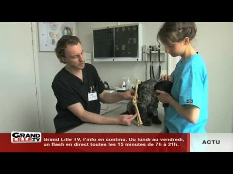 Pas si bêtes: la dysplasie du coude