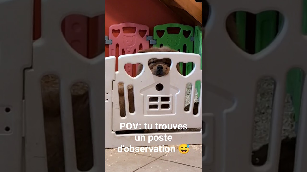 Elle nous surprend tous les jours 😂#chowchow #chowchowlovers #chowchowlife #doglover #dog #foryou
