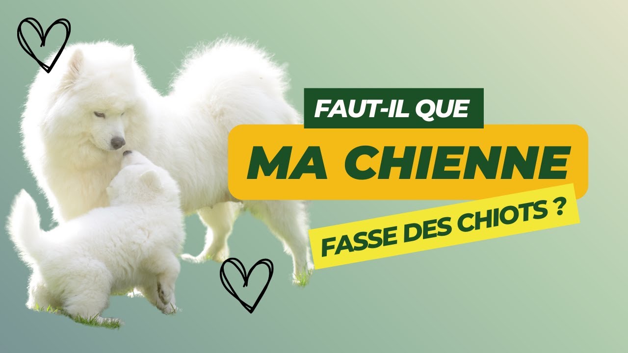 Faut-il que ma chienne ait au moins une portée dans sa vie ? 🐾🤰