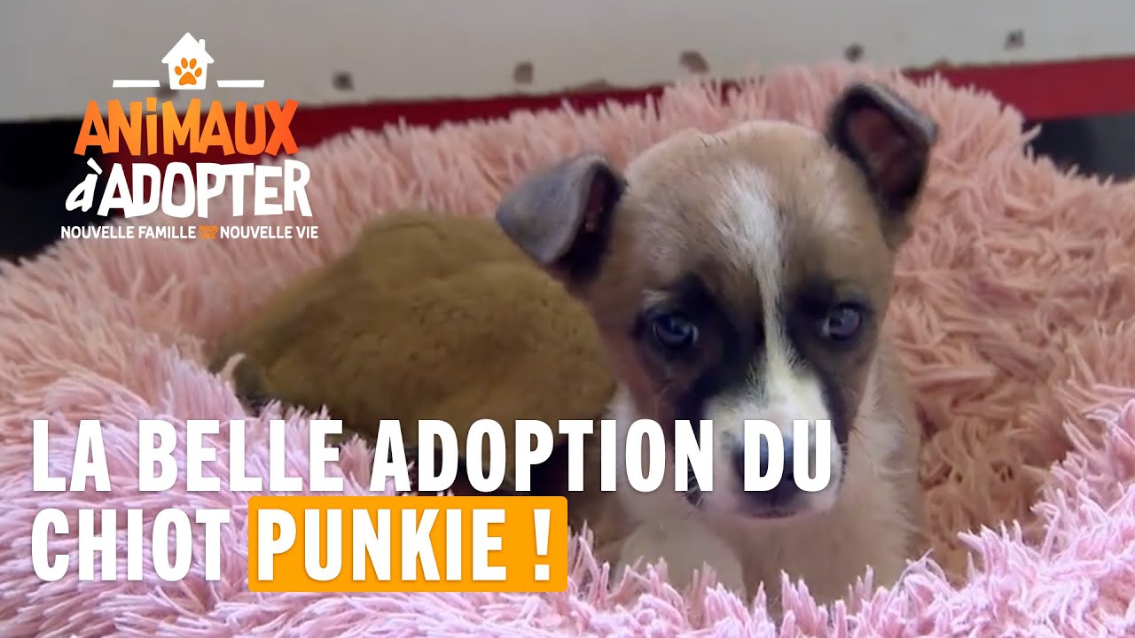 La belle adoption du timide chiot Punkie retrouvé sur la route ! 🧡 - Animaux à Adopter
