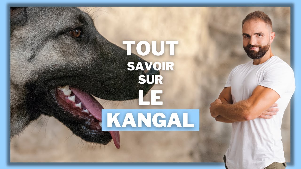 La race de chien Kangal : caractère, éducation, dressage, comportement, santé de ce chien de race