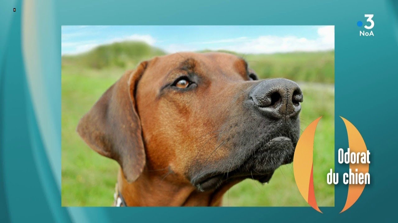 Chien : ce mammifère qui a l'odorat le plus fiable... Ensemble c'est mieux !