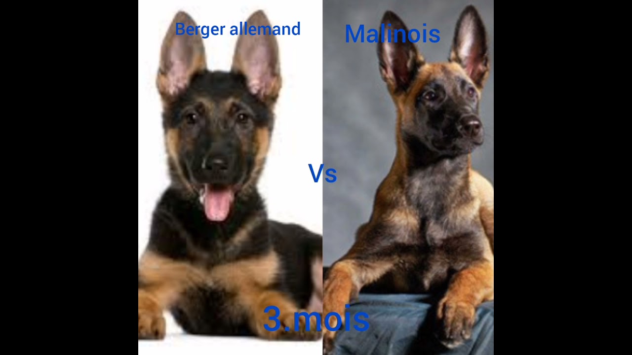 malinois vs berger allemand♥️💯