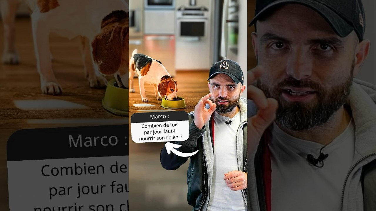 COMBIEN de fois faut-il NOURRIR son CHIEN par jour ?