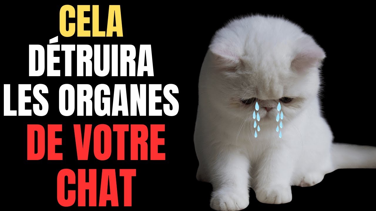 Les vétérinaires supplient : cette seule erreur détruit les organes de votre chat