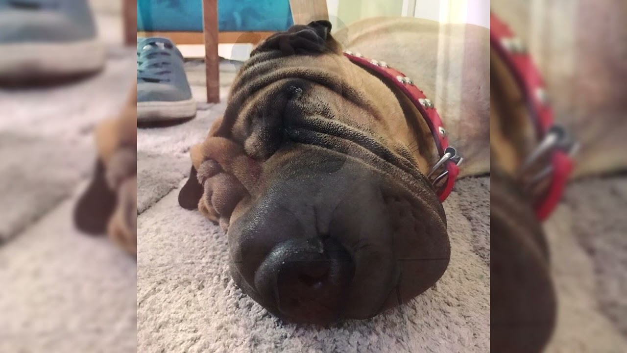 Shar Peï. Avantages et inconvénients, Prix, Comment choisir, Faits, Soins, Histoire