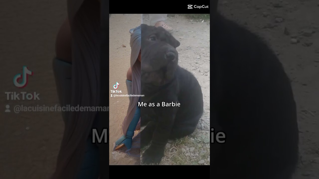 #chien #dog #sharpei