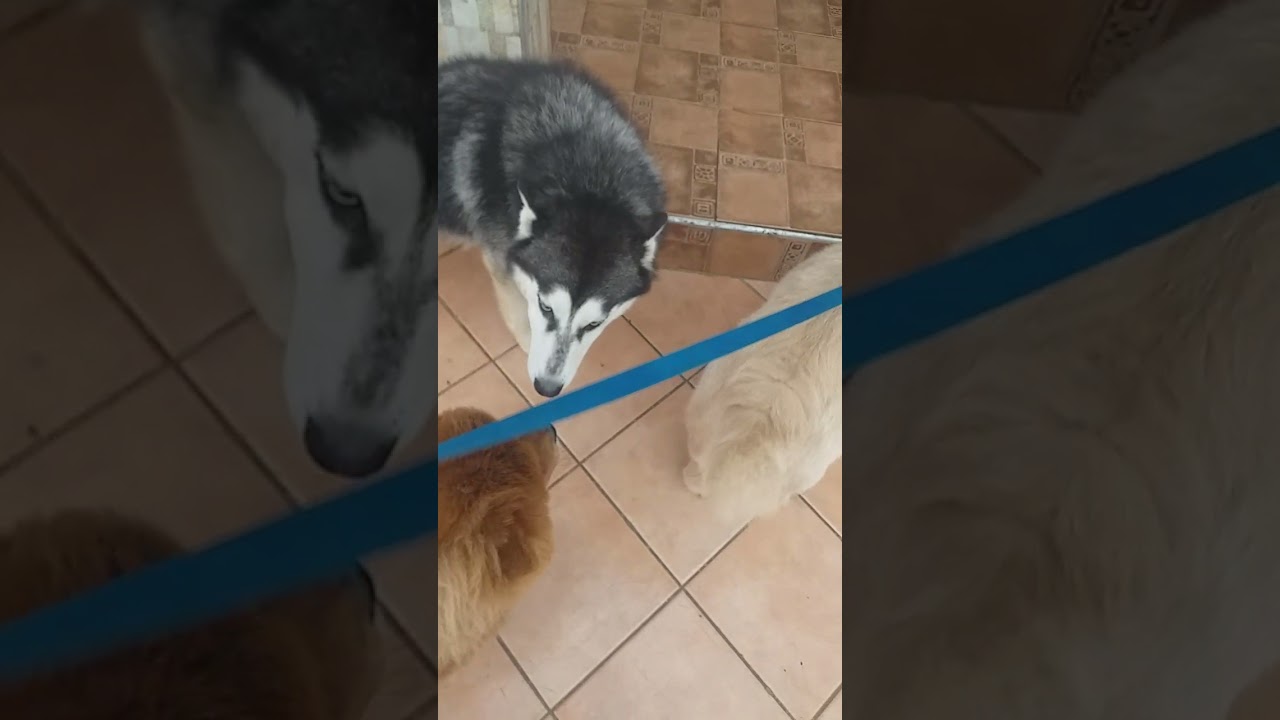 comment faire la presentation entre chiens.(husky. est  chowchow.)ou autre.