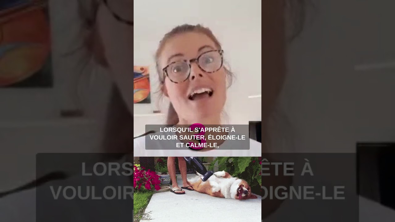 Comment faire pour ne pas que ton chien SAUTE sur les gens - Apprendre à ton chien à ne pas sauter