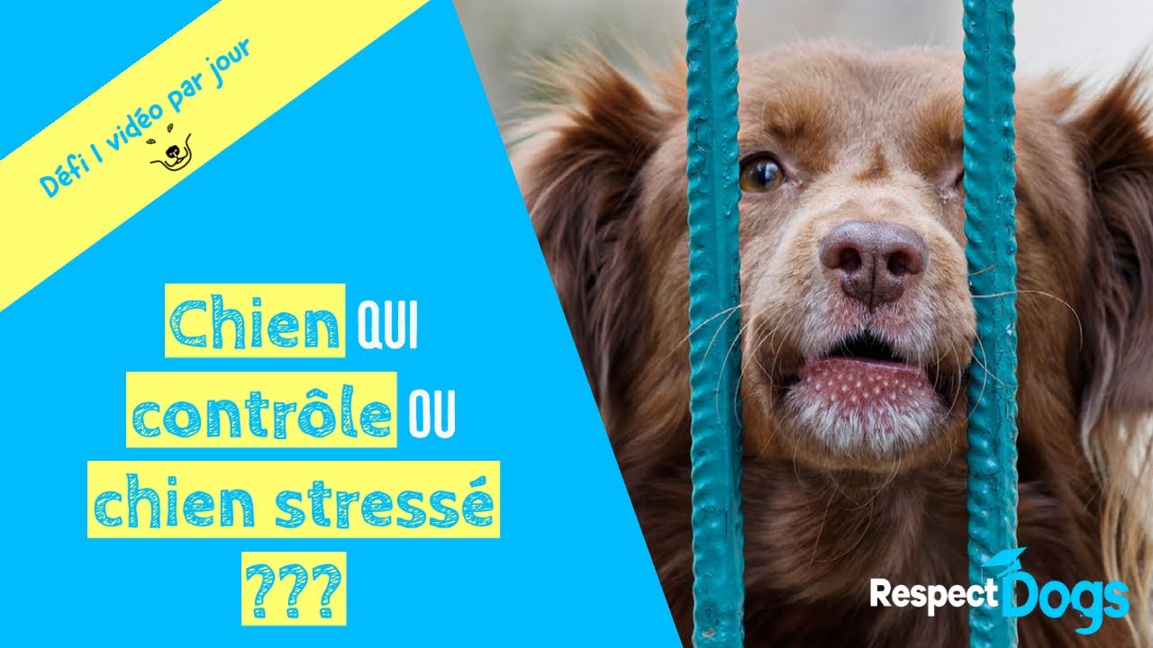 Mon chien ABOIE SUR LES GENS dans la maison.