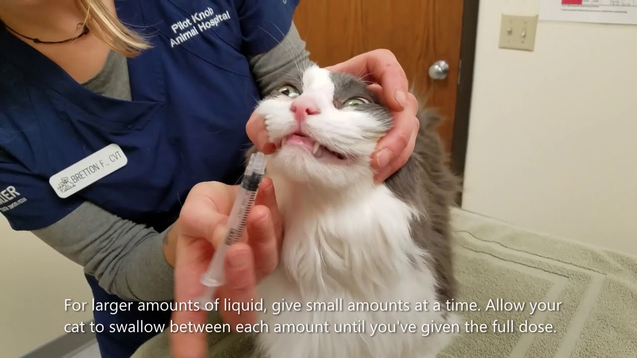 How to Give your Cat a Liquid Medication
