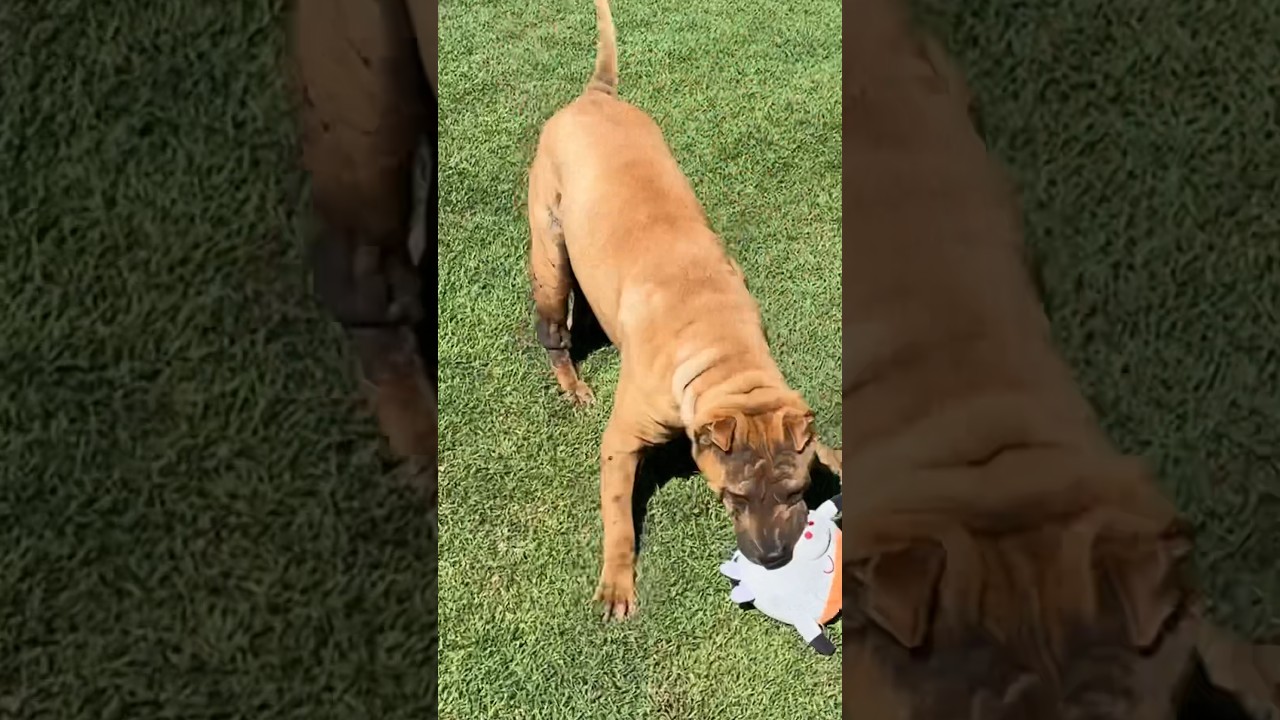 Shar-Pei are known for their loyalty. They have lots of energy and need lots of exercise/attention