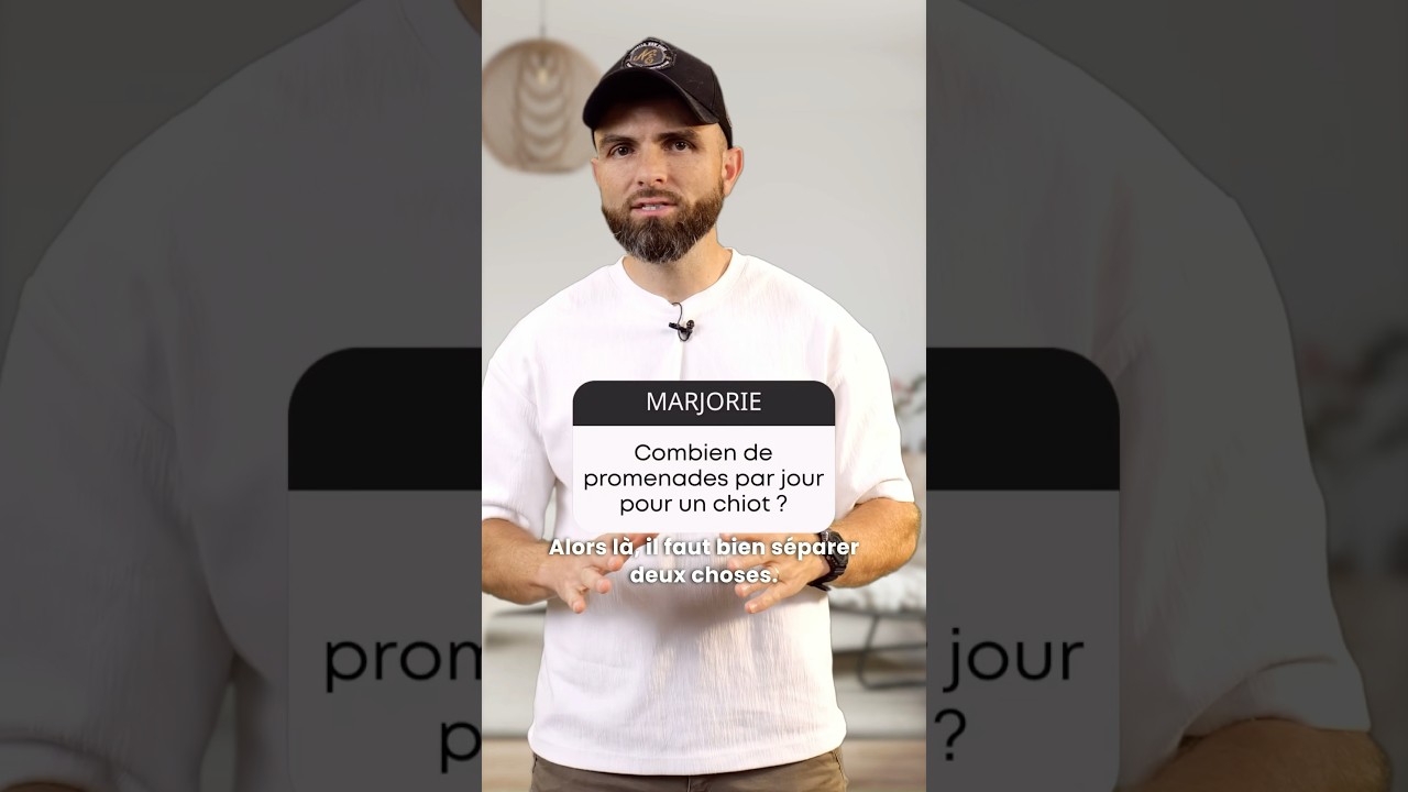 Combien de fois sortir son chiot par jour ?