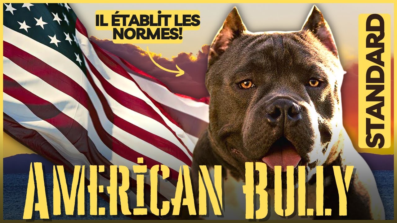 American Bully Standard : A-t-il la meilleure taille ?
