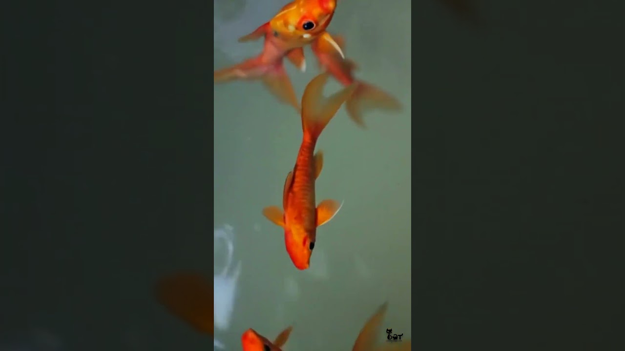 Regardez Vos Chats S'émerveiller devant des Poissons Rouges Nageurs !