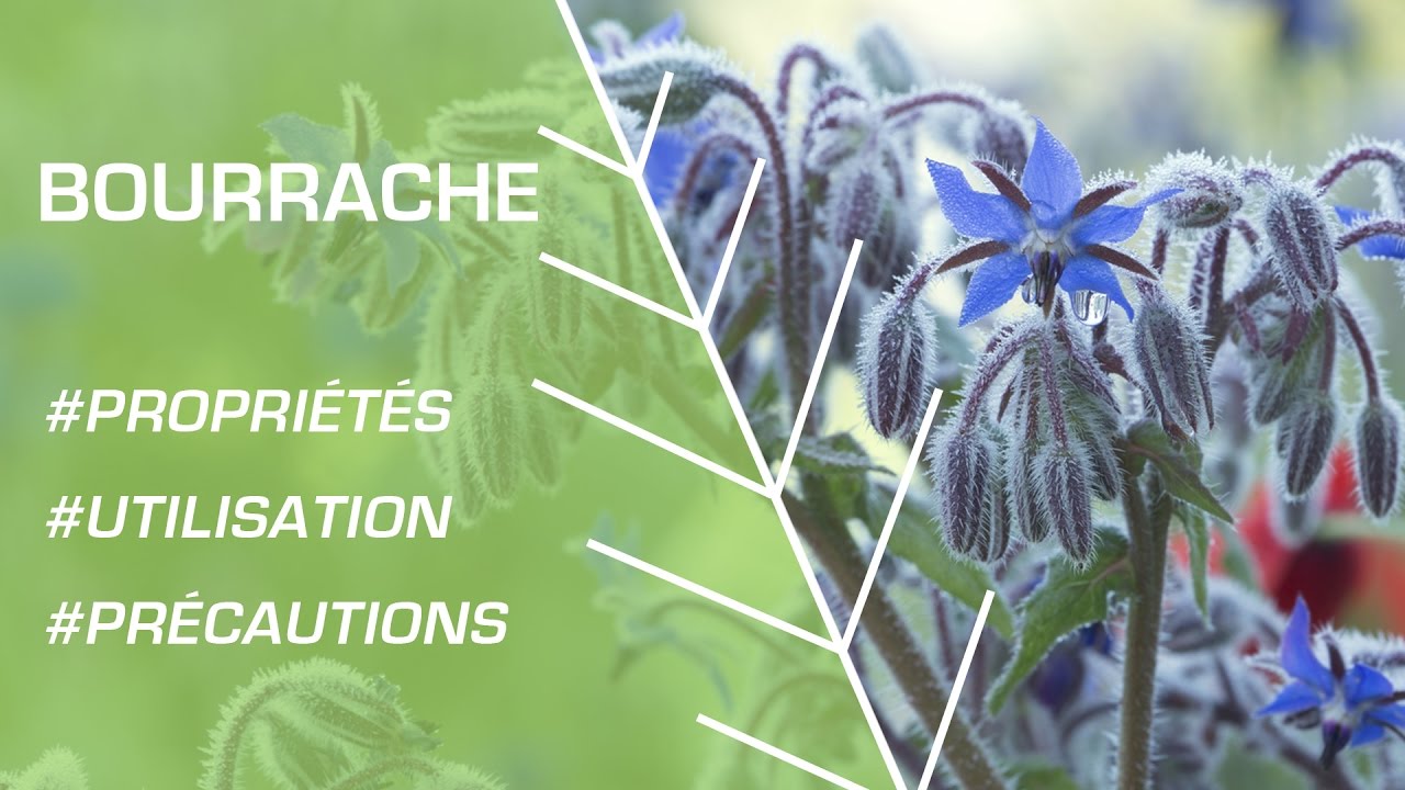 Comment utiliser l’huile de bourrache ? - Phytothérapie