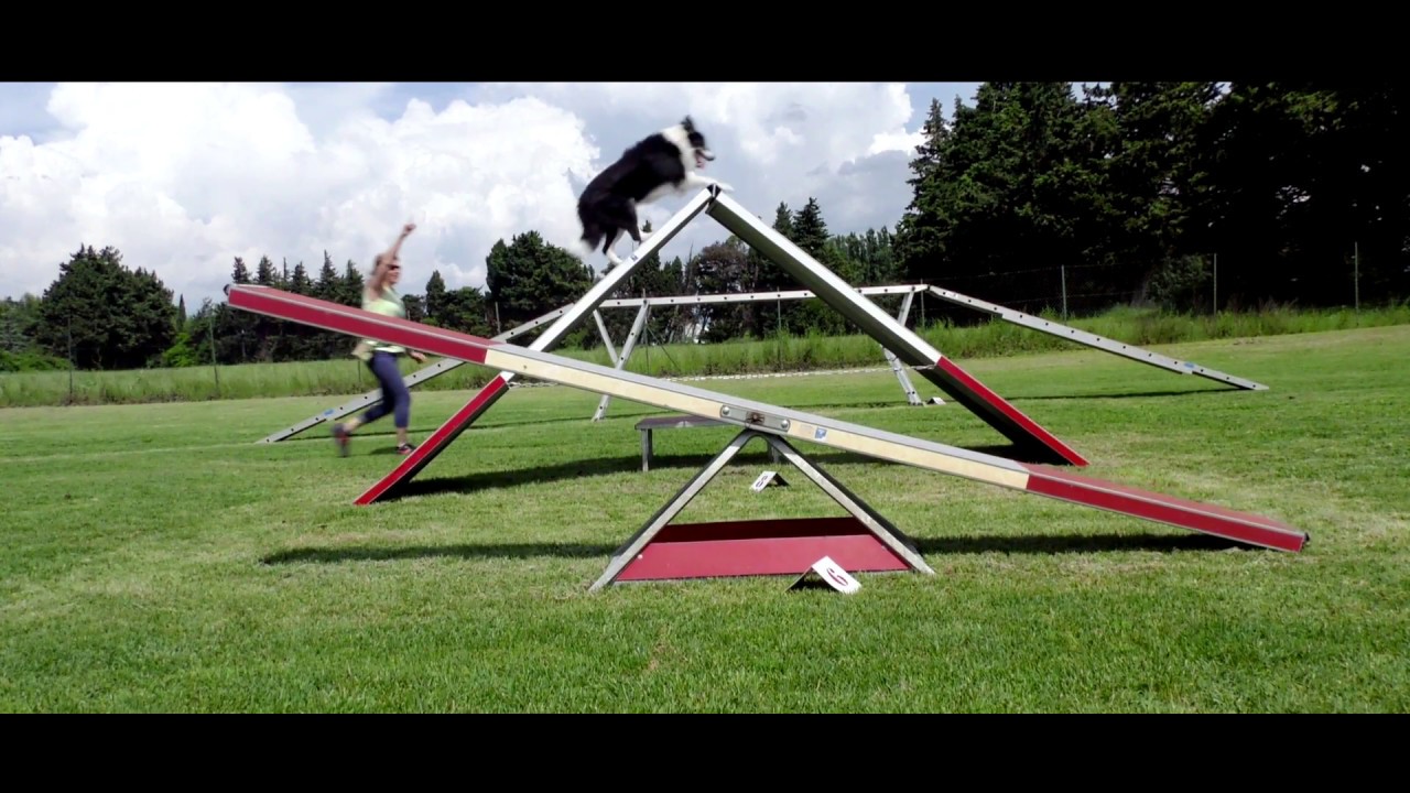Agility - Club Canin Saint Sat'